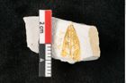 Foto (Detailansicht) von Quercus austini Ettingshausen (NHMW-GEO-2024-0188-10364)